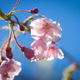 Image for article titled Shooting Challenge: Spring